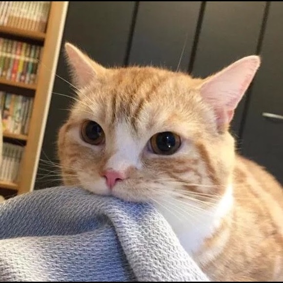 catpawz
